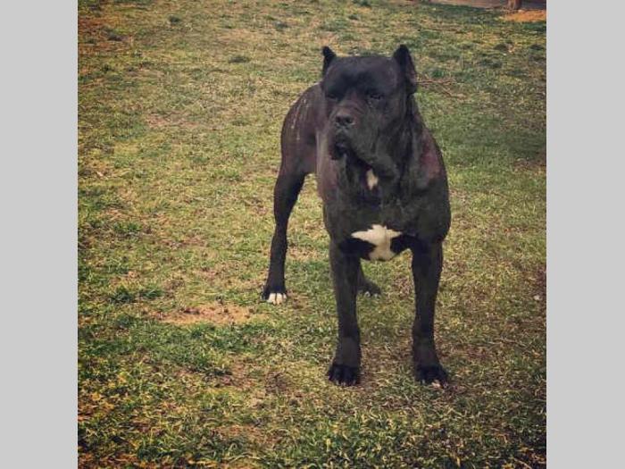 cane corso mladi kvalitetni psi besplatni mali oglasi