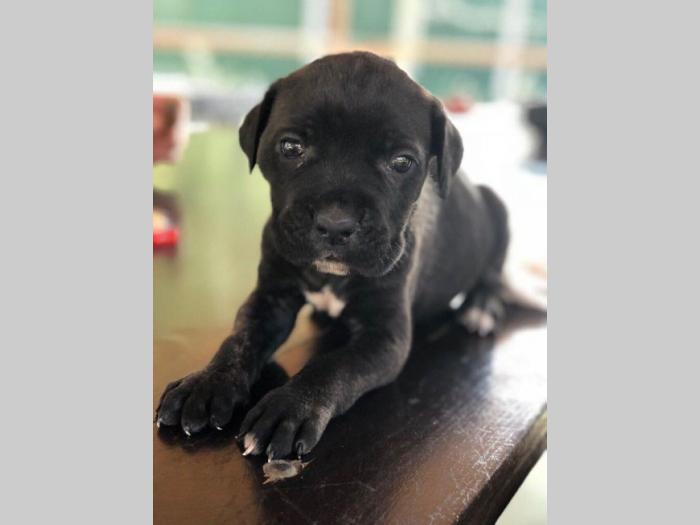 cane corso prelepi štenci besplatni mali oglasi