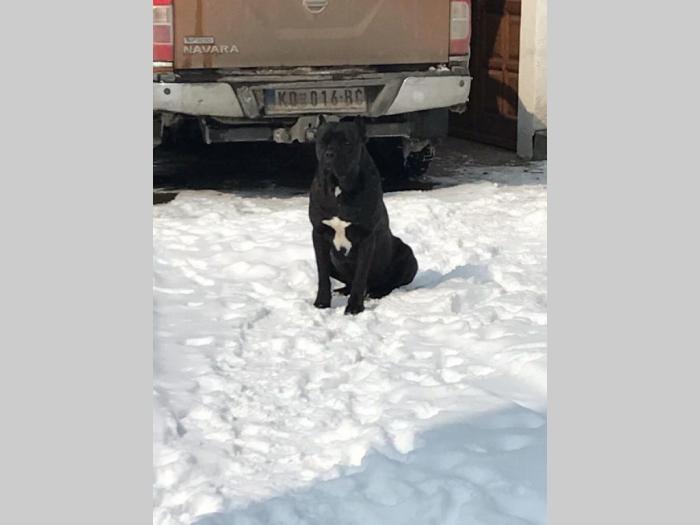 cane corso prelepi štenci besplatni mali oglasi
