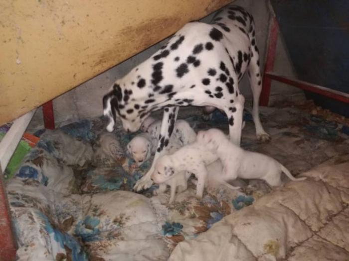 dalmatinac štenci besplatni mali oglasi
