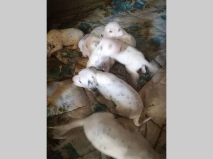 dalmatinac štenci besplatni mali oglasi