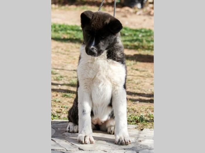 američka akita štenci besplatni mali oglasi