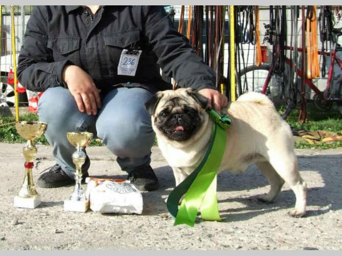 mops štenci vrhunskog porekla besplatni mali oglasi