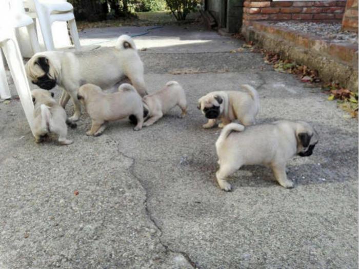 mops štenci vrhunskog porekla besplatni mali oglasi