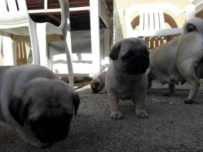 mops štenci vrhunskog porekla besplatni mali oglasi