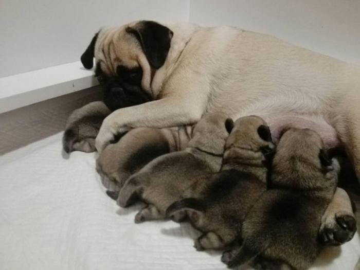 mops štenci vrhunskog porekla besplatni mali oglasi