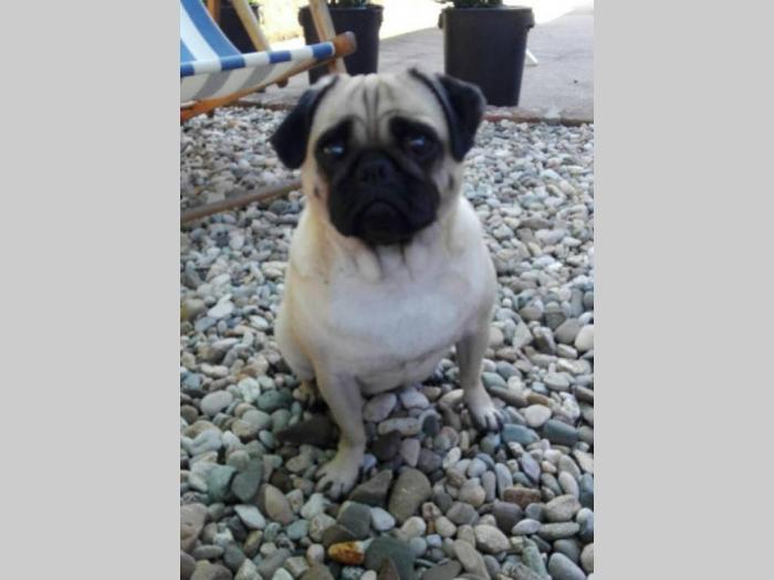 mops štenci vrhunskog porekla besplatni mali oglasi