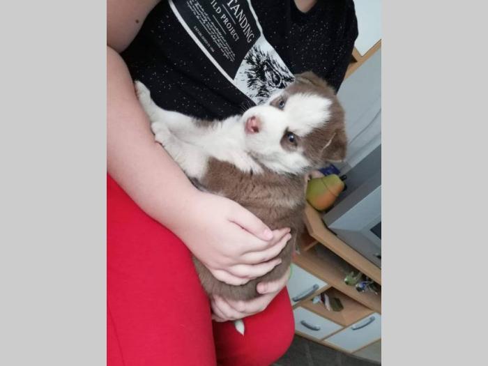 sibirski haski prelepa ženkica odličnog pedigrea besplatni mali oglasi