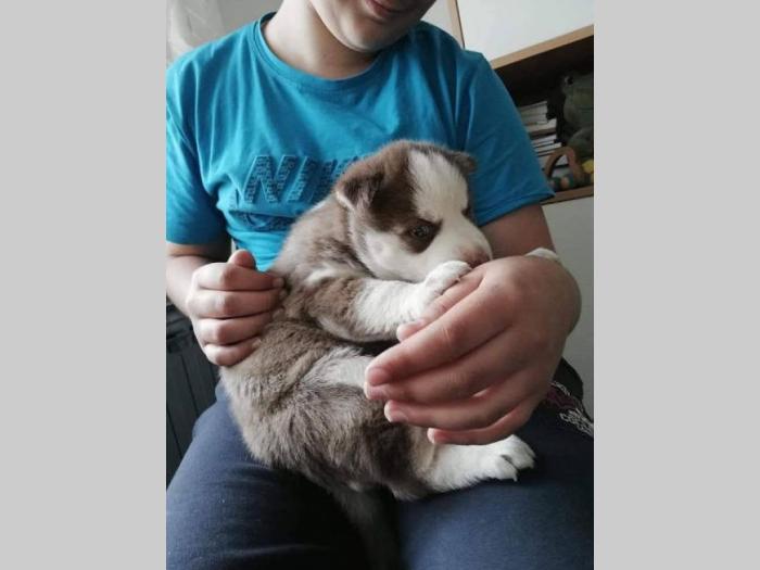sibirski haski prelepa ženkica odličnog pedigrea besplatni mali oglasi