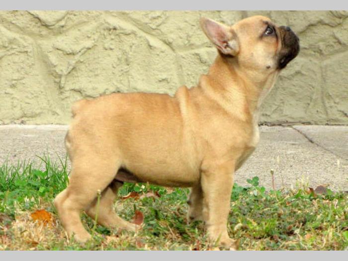 francuski buldog muško štene besplatni mali oglasi