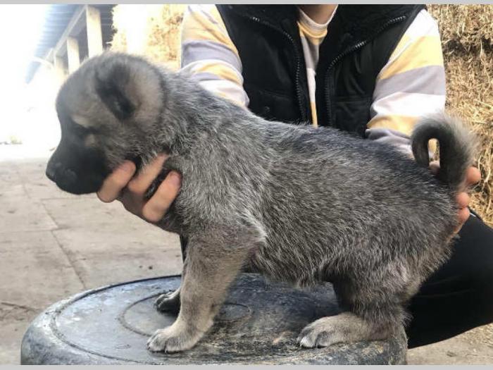 turski kangal ženska štenad besplatni mali oglasi