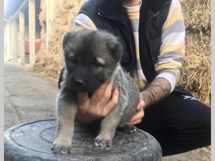 turski kangal ženska štenad besplatni mali oglasi