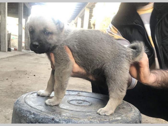 turski kangal ženska štenad besplatni mali oglasi