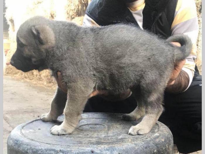 turski kangal ženska štenad besplatni mali oglasi