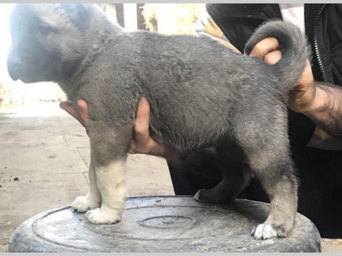 turski kangal ženska štenad besplatni mali oglasi