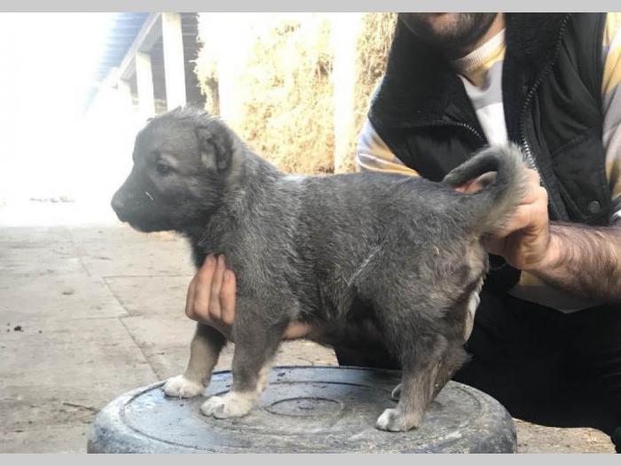 turski kangal ženska štenad besplatni mali oglasi