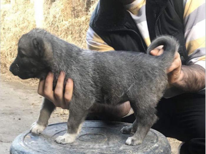 turski kangal ženska štenad besplatni mali oglasi