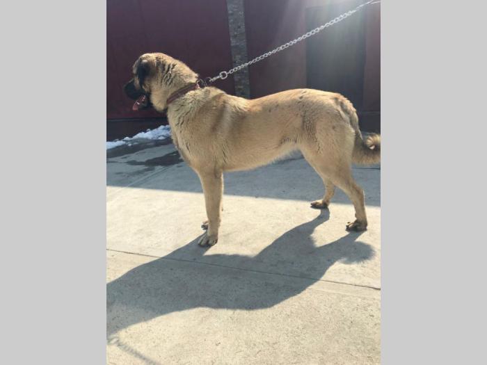 turski kangal ženska štenad besplatni mali oglasi
