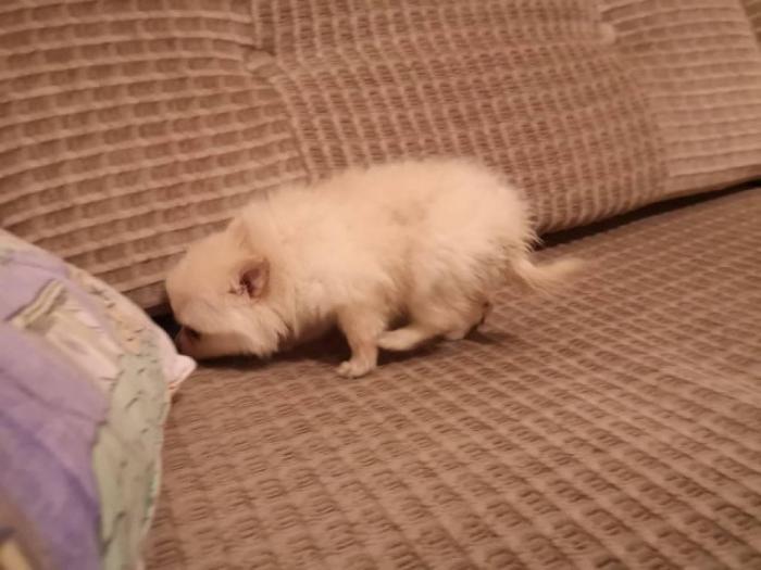 pomeramski špic prelepi štenci besplatni mali oglasi