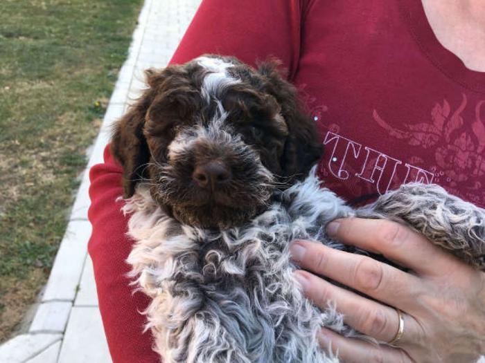 lagotto romagnolo štenci besplatni mali oglasi