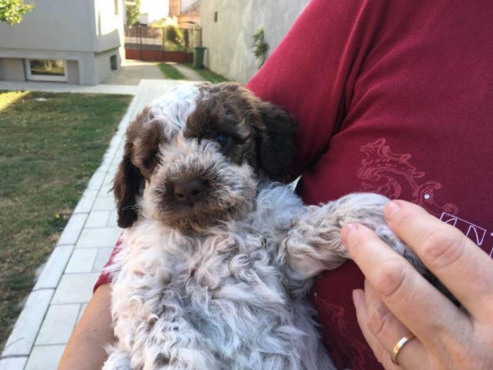 lagotto romagnolo štenci besplatni mali oglasi