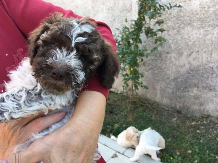 lagotto romagnolo štenci besplatni mali oglasi