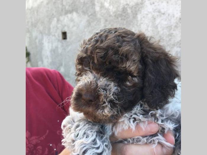lagotto romagnolo štenci besplatni mali oglasi