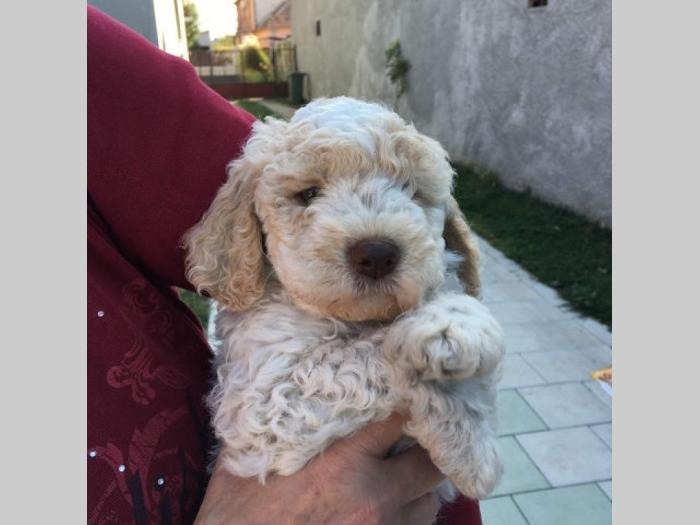 lagotto romagnolo štenci besplatni mali oglasi