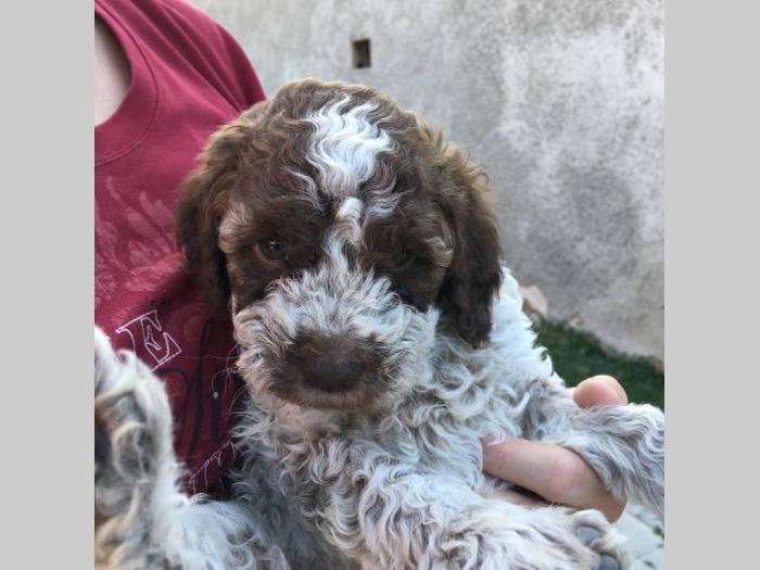 lagotto romagnolo štenci besplatni mali oglasi