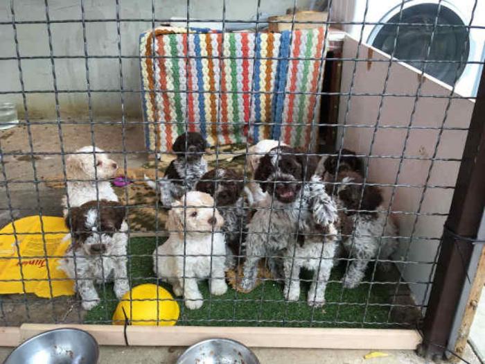 lagotto romagnolo štenci besplatni mali oglasi