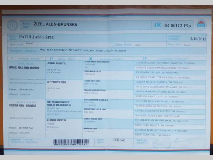 minijaturni pomeranski boo vrhunskog kvaliteta besplatni mali oglasi