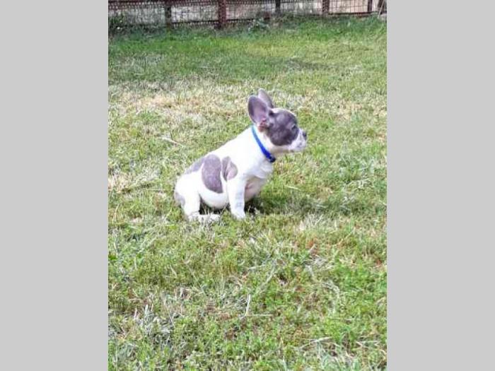 francuski buldog prelepi štenci besplatni mali oglasi
