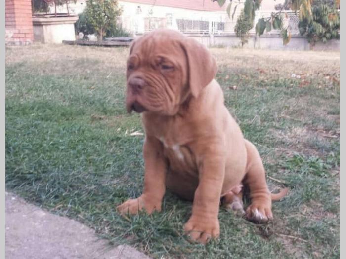 bordoška doga prvobirano muško štene besplatni mali oglasi
