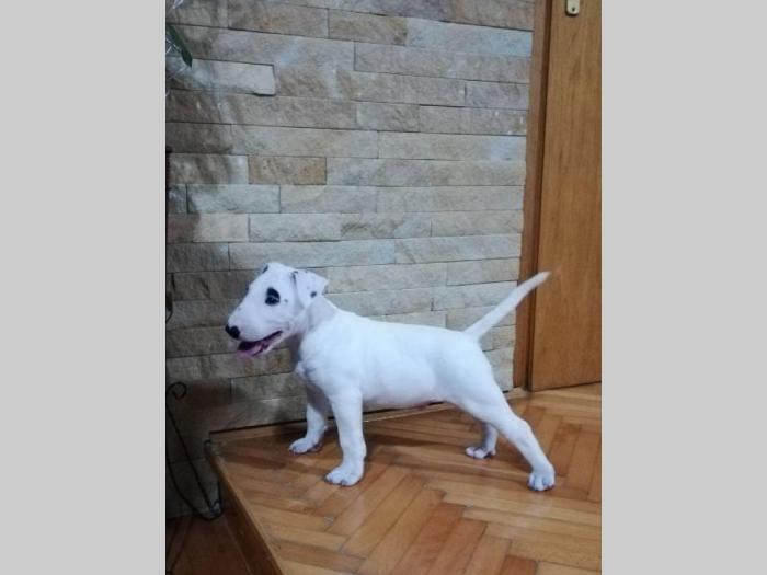 bull terrier muško štene šampionskog porekla besplatni mali oglasi