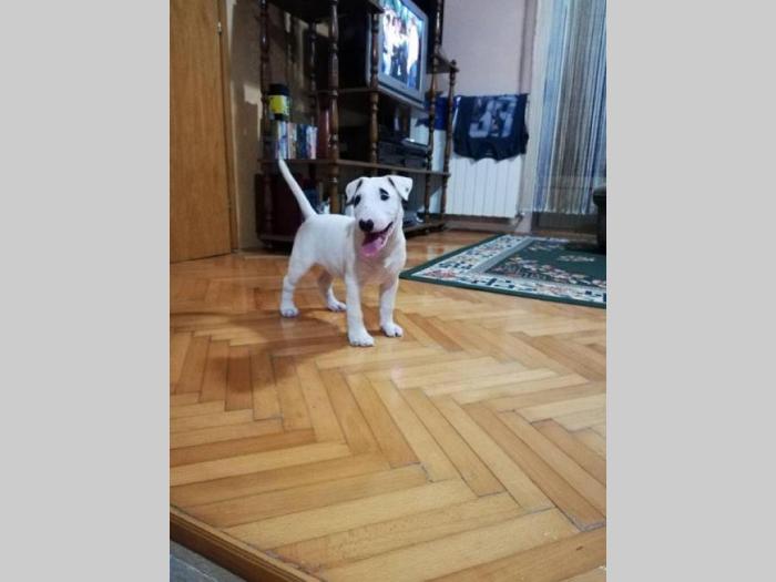 bull terrier muško štene šampionskog porekla besplatni mali oglasi