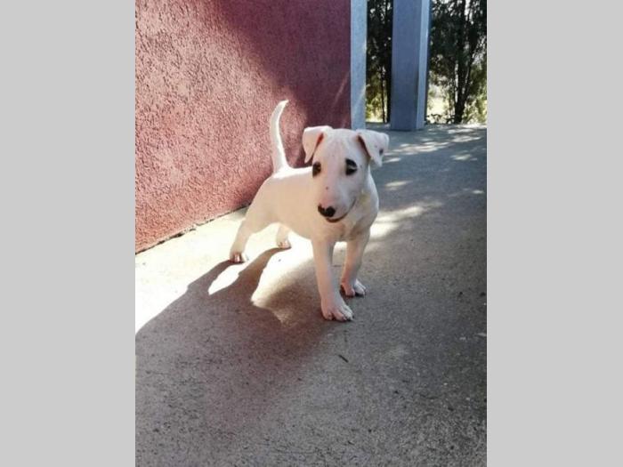 bull terrier muško štene šampionskog porekla besplatni mali oglasi