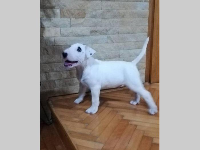 bull terrier muško štene šampionskog porekla besplatni mali oglasi