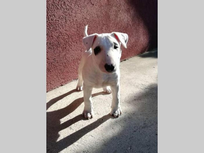 bull terrier muško štene šampionskog porekla besplatni mali oglasi