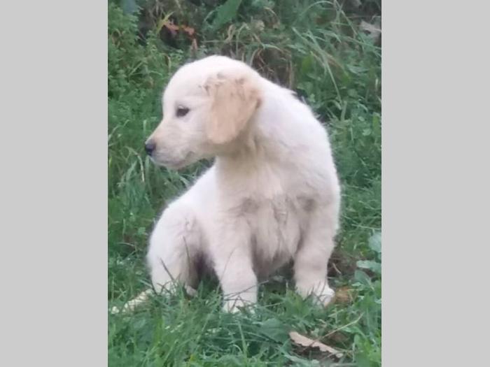 zlatni retriver ženka i dva šteneta besplatni mali oglasi