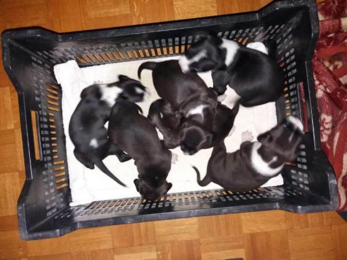 američki pitbull terijer štenci besplatni mali oglasi