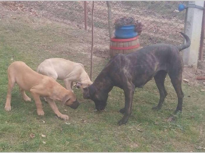 presa canario štenci besplatni mali oglasi