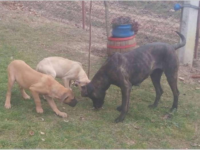 presa canario štenci besplatni mali oglasi