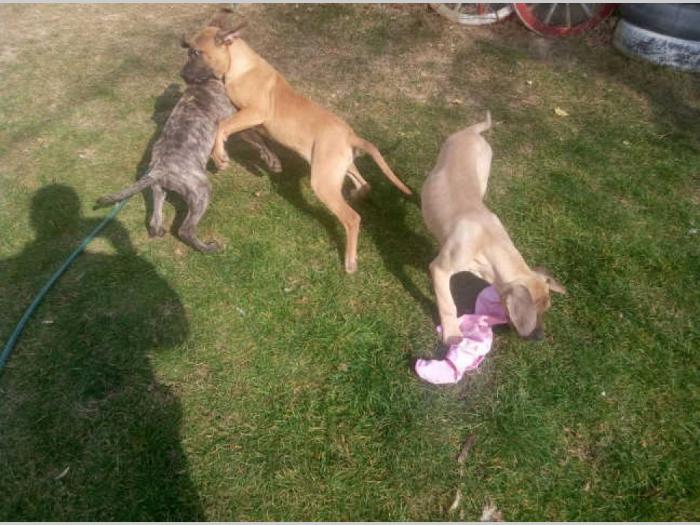 presa canario štenci besplatni mali oglasi