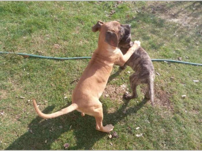 presa canario štenci besplatni mali oglasi