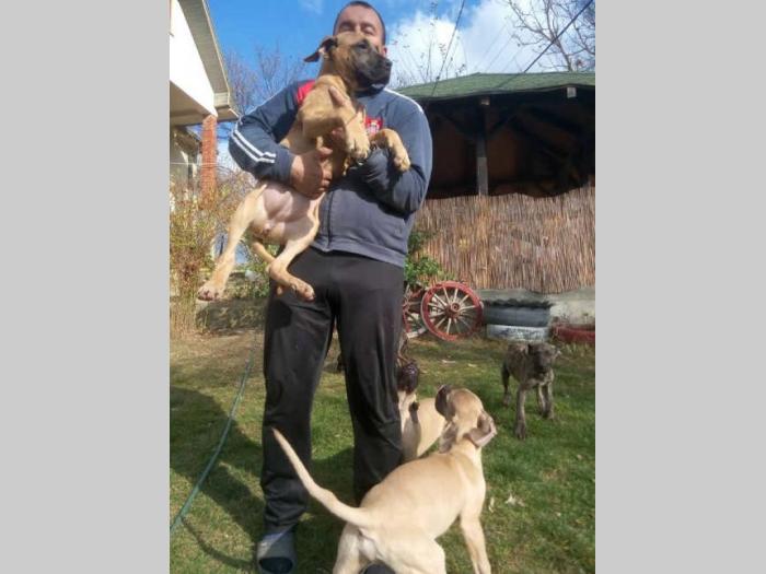 presa canario štenci besplatni mali oglasi