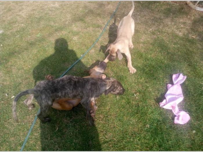presa canario štenci besplatni mali oglasi