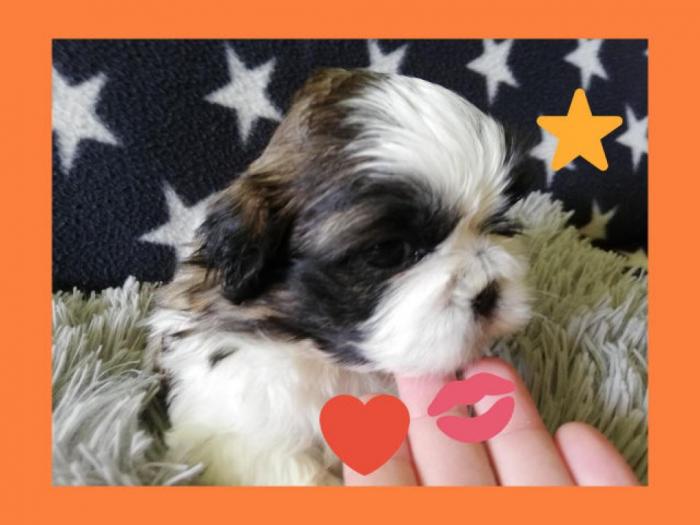 šicu (shihtzu) štenci izuzetnog kvaliteta besplatni mali oglasi