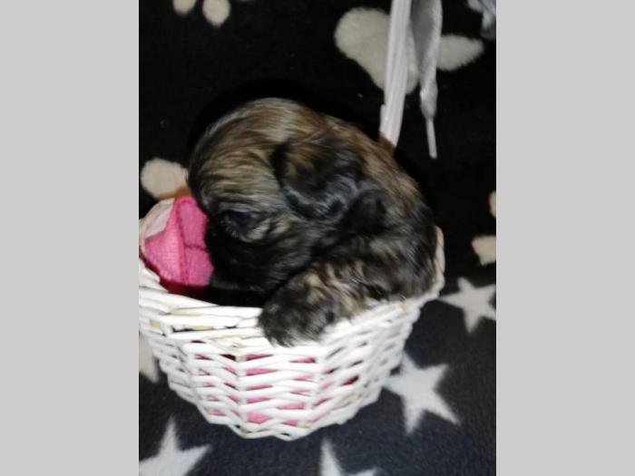 šicu (shihtzu) štenci izuzetnog kvaliteta besplatni mali oglasi
