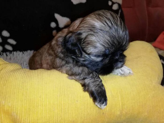 šicu (shihtzu) štenci izuzetnog kvaliteta besplatni mali oglasi