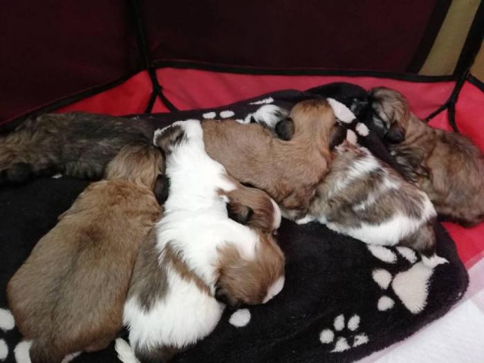 šicu (shihtzu) štenci izuzetnog kvaliteta besplatni mali oglasi